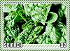 spinach02