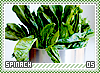 spinach05