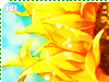 sunflower01