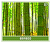 bamboo07