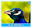 bluepeafowls15