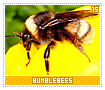 bumblebees15