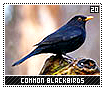 commonblackbirds20