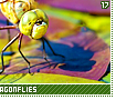 darnerdragonflies17