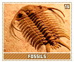 fossils14