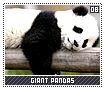 giantpandas08