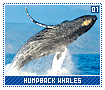 humpbackwhales01