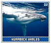 humpbackwhales02