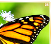 monarchbutterflies05