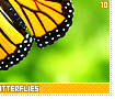 monarchbutterflies10