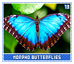 morphobutterflies13