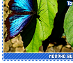 morphobutterflies16