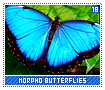 morphobutterflies18