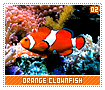 orangeclownfish02