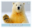 polarbears03