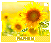 sunflowers06