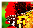 swallowtailbutterflies11