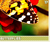 swallowtailbutterflies17