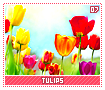 tulips07