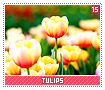tulips15