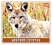 westerncoyotes06