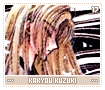 kakyoukuzuki17